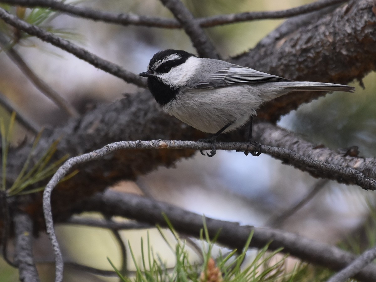 Mountain Chickadee - David Gallagher