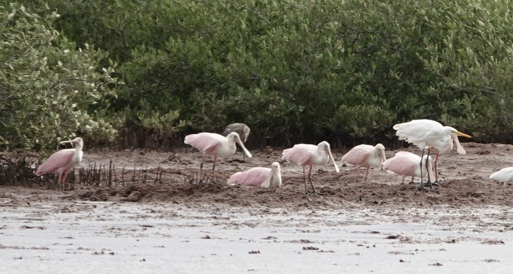 Roseate Spoonbill - Eric Hough