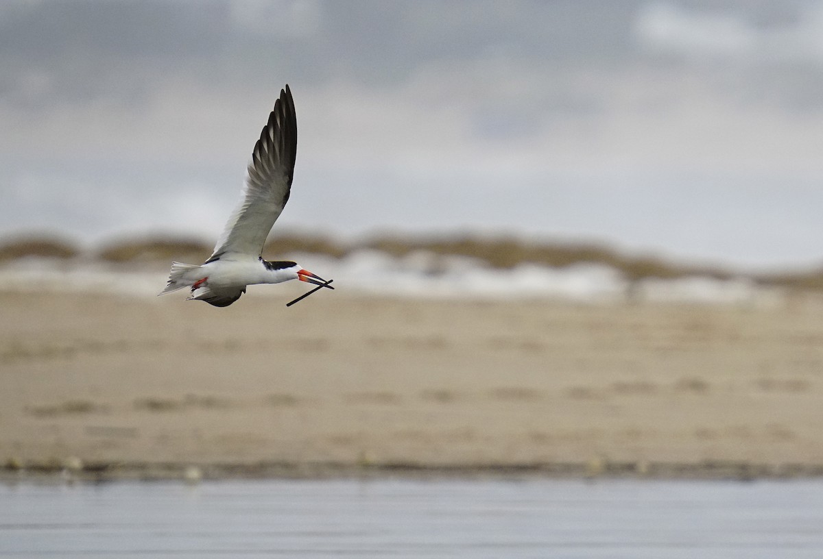 Black Skimmer (intercedens) - ML619368178