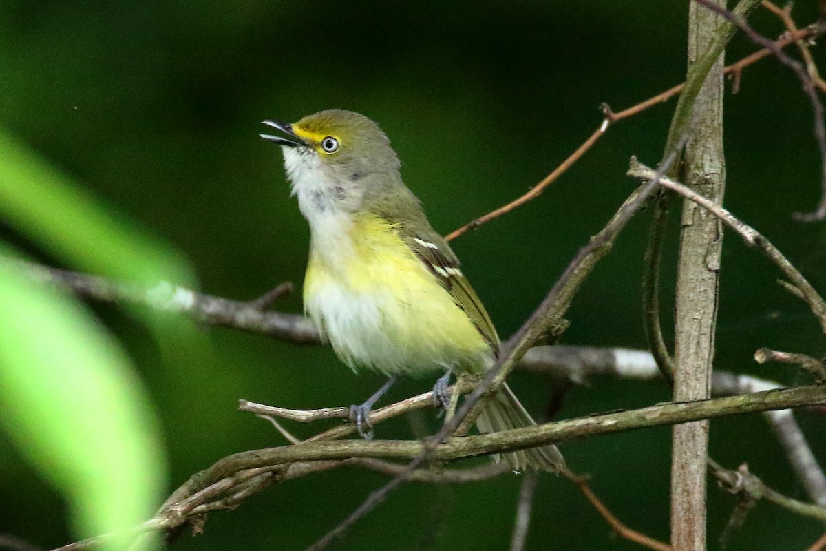 White-eyed Vireo - John Manger