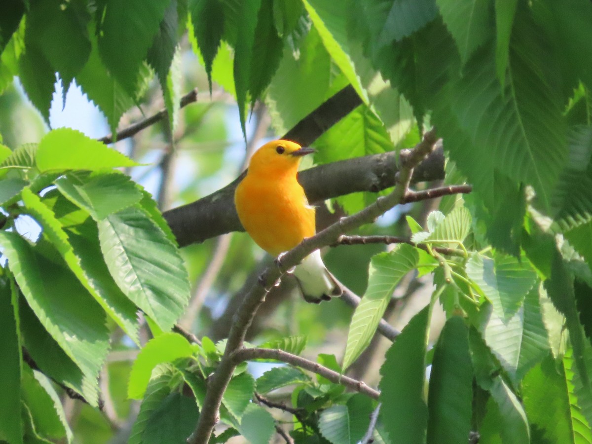 Prothonotary Warbler - ML619368213