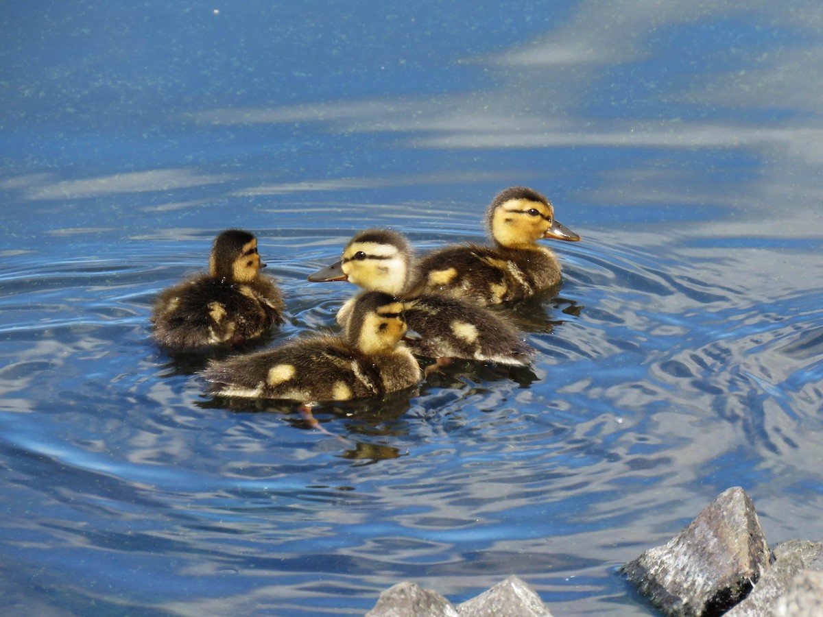 Mallard - Hendrik Herlyn