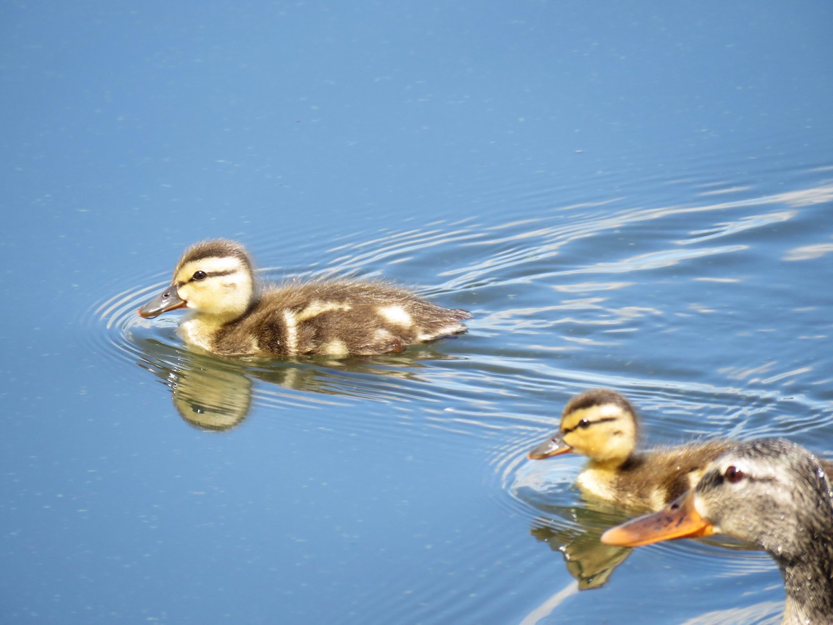 Mallard - Hendrik Herlyn