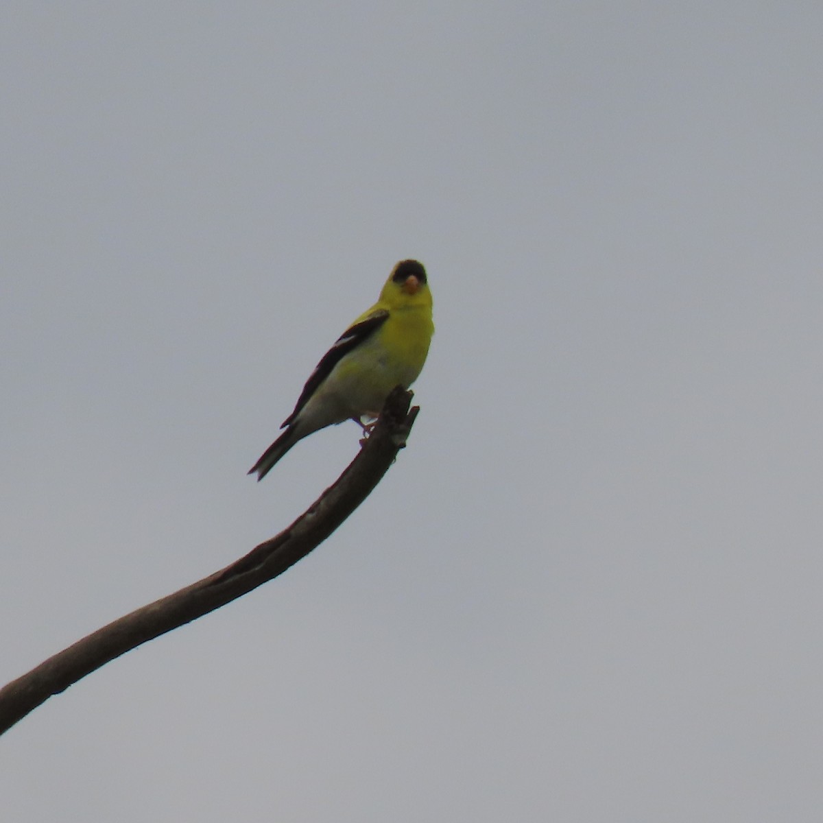 American Goldfinch - Brian Nothhelfer