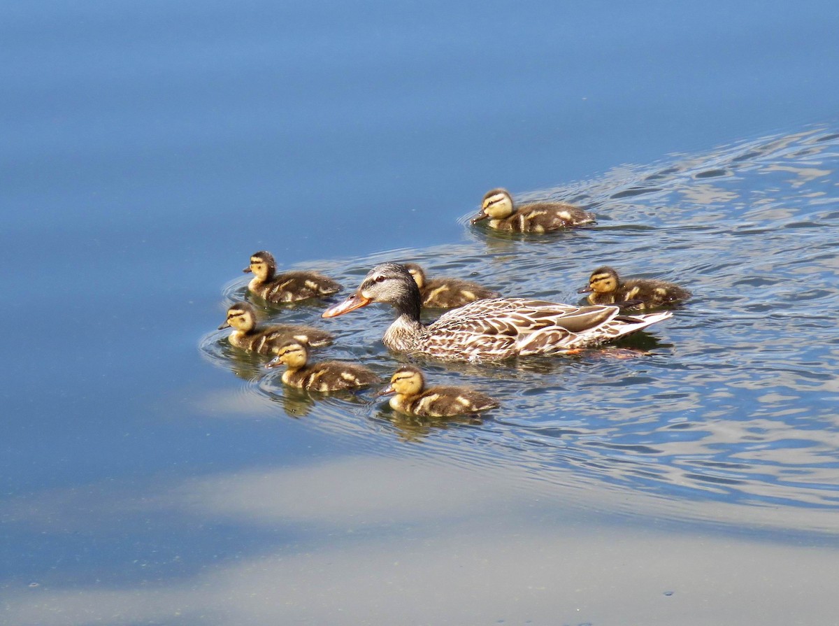 Canard colvert - ML619368236