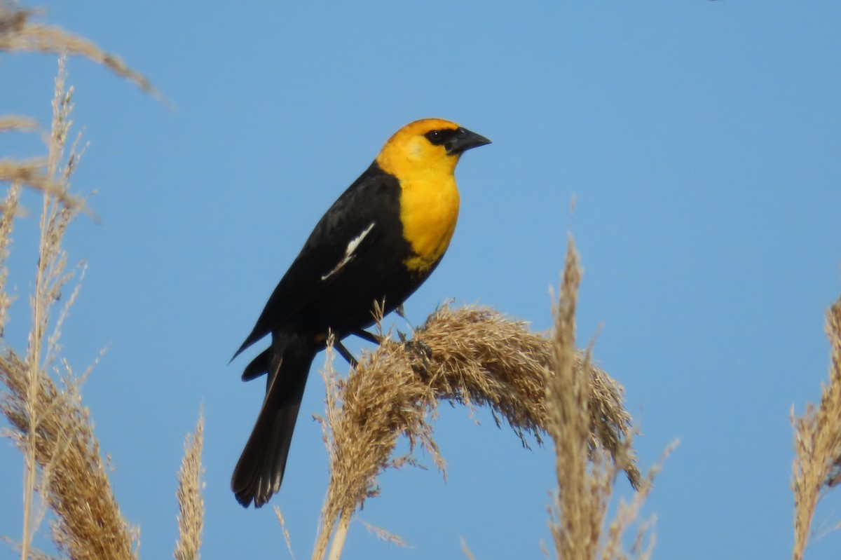 Yellow-headed Blackbird - ML619368239