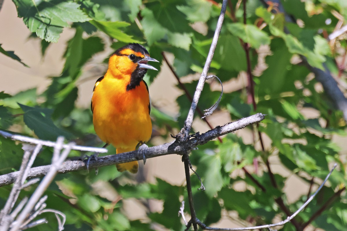 Bullock's Oriole - Nathan Wall