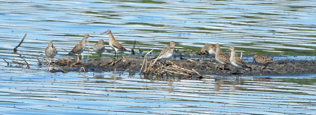 Pectoral Sandpiper - ML619368259