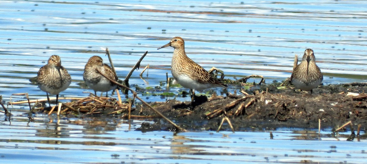 Graubrust-Strandläufer - ML619368260