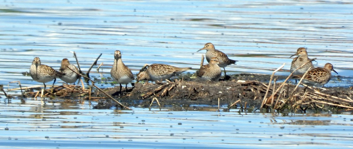 Graubrust-Strandläufer - ML619368261