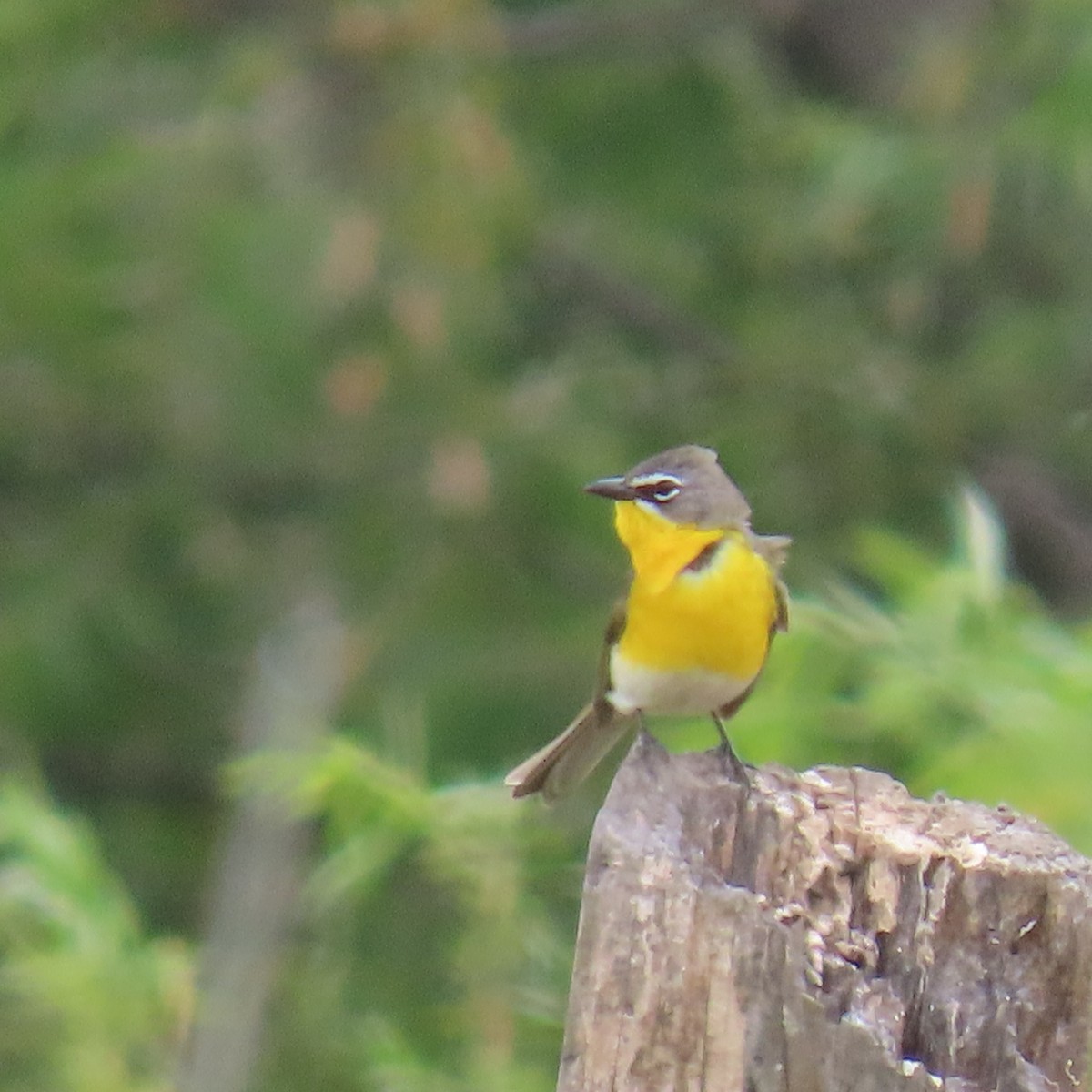 Yellow-breasted Chat - Brian Nothhelfer