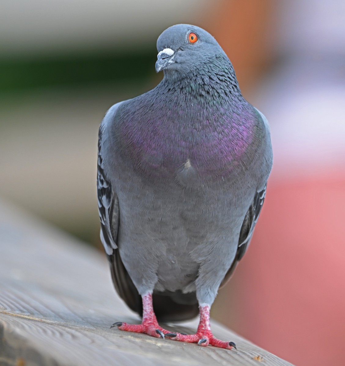 Rock Pigeon (Feral Pigeon) - Paula Gatrell