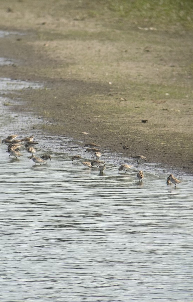 Semipalmated Sandpiper - Tim Cornish