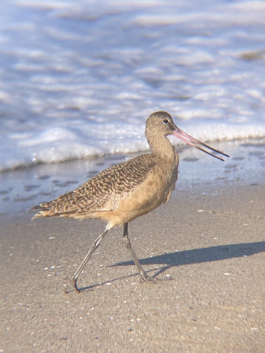 Marbled Godwit - Tori R.