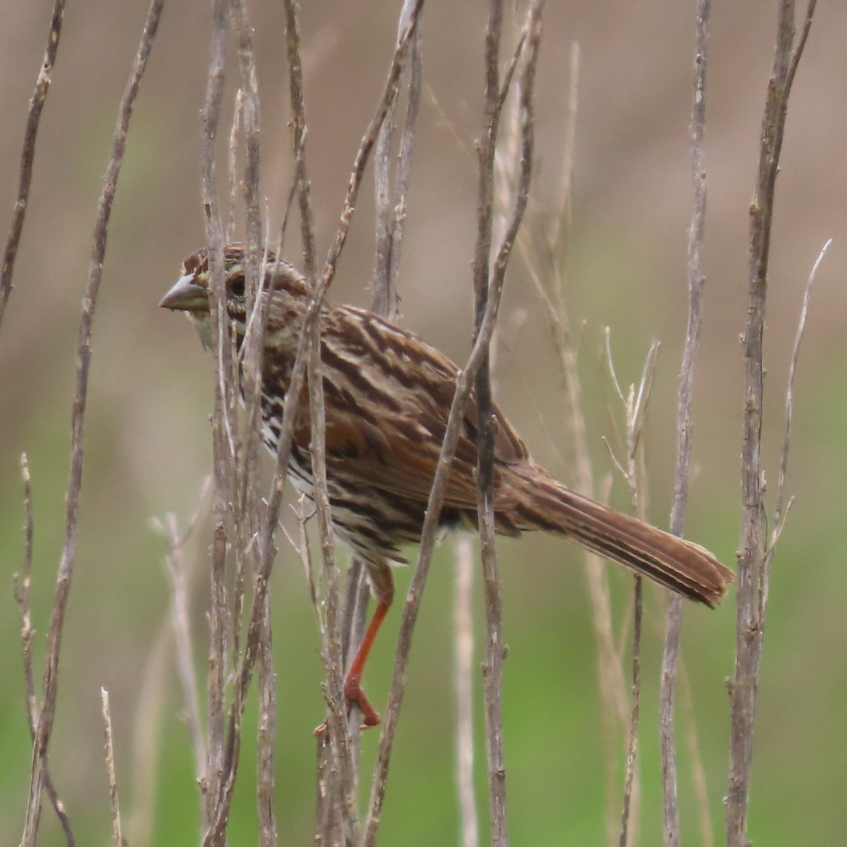 Song Sparrow - Brian Nothhelfer