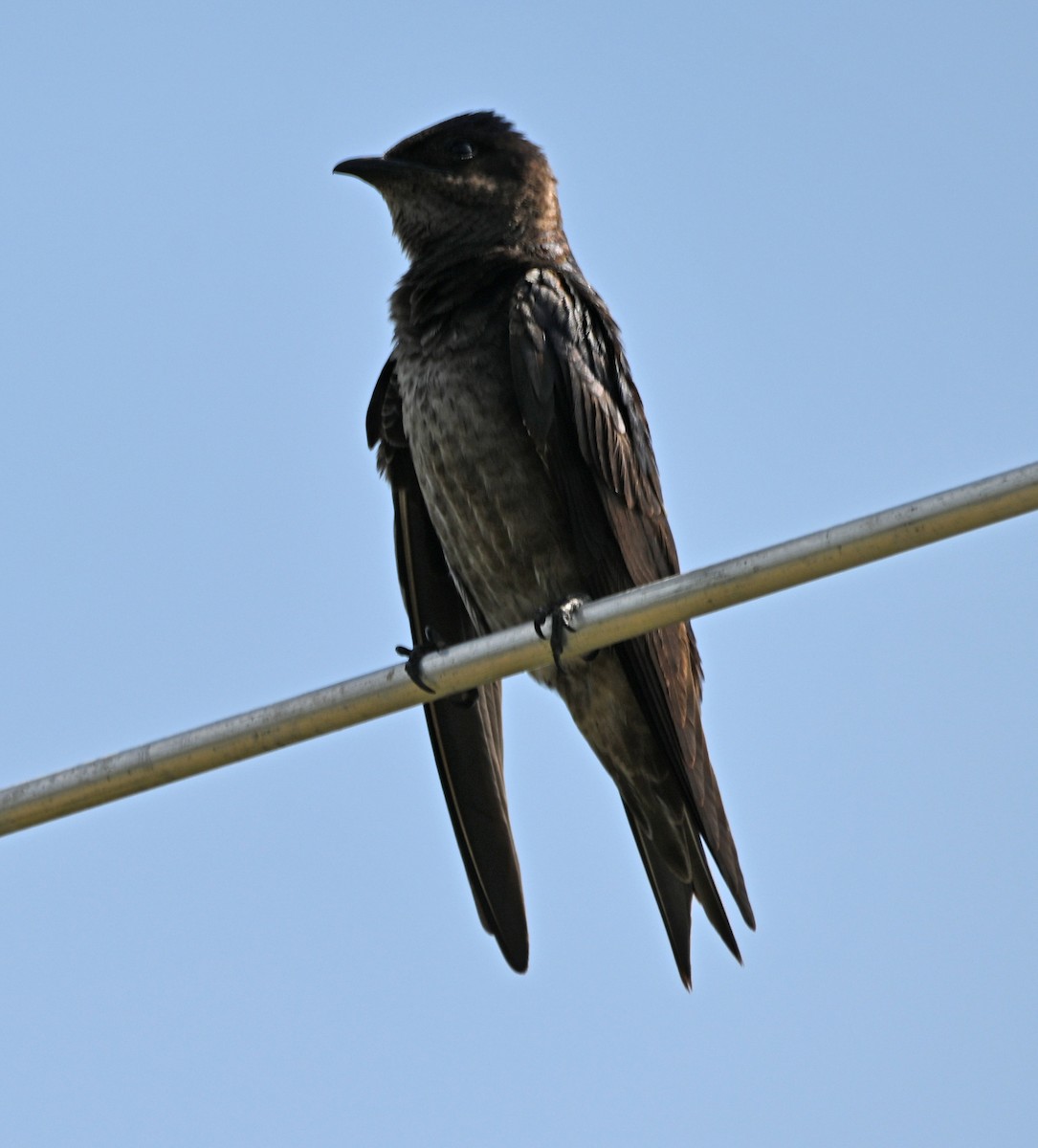 Purple Martin - ML619368396