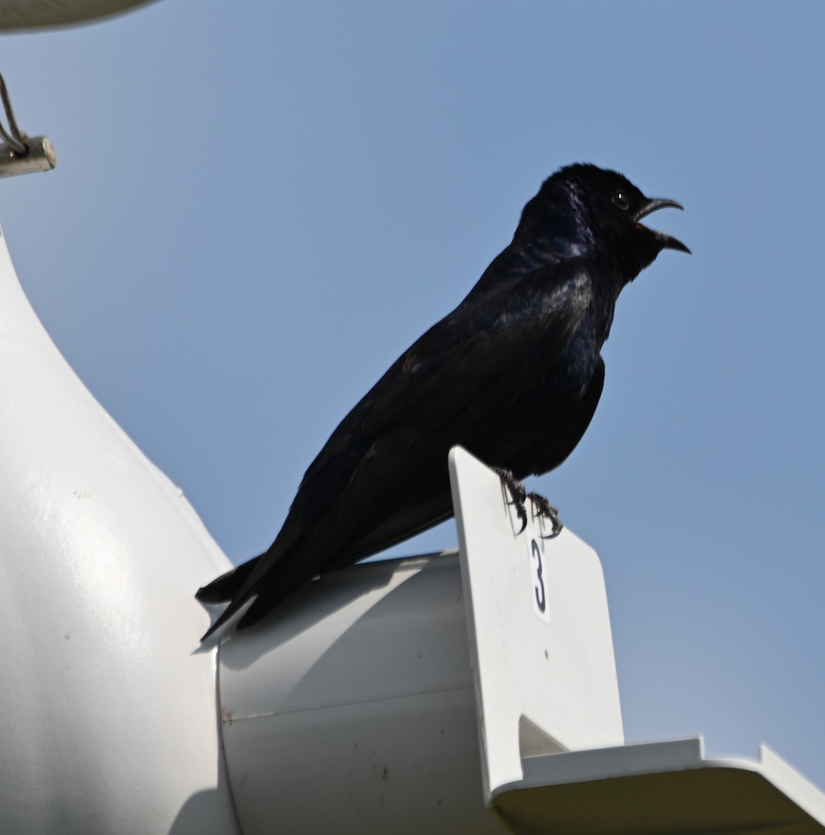 Purple Martin - ML619368401