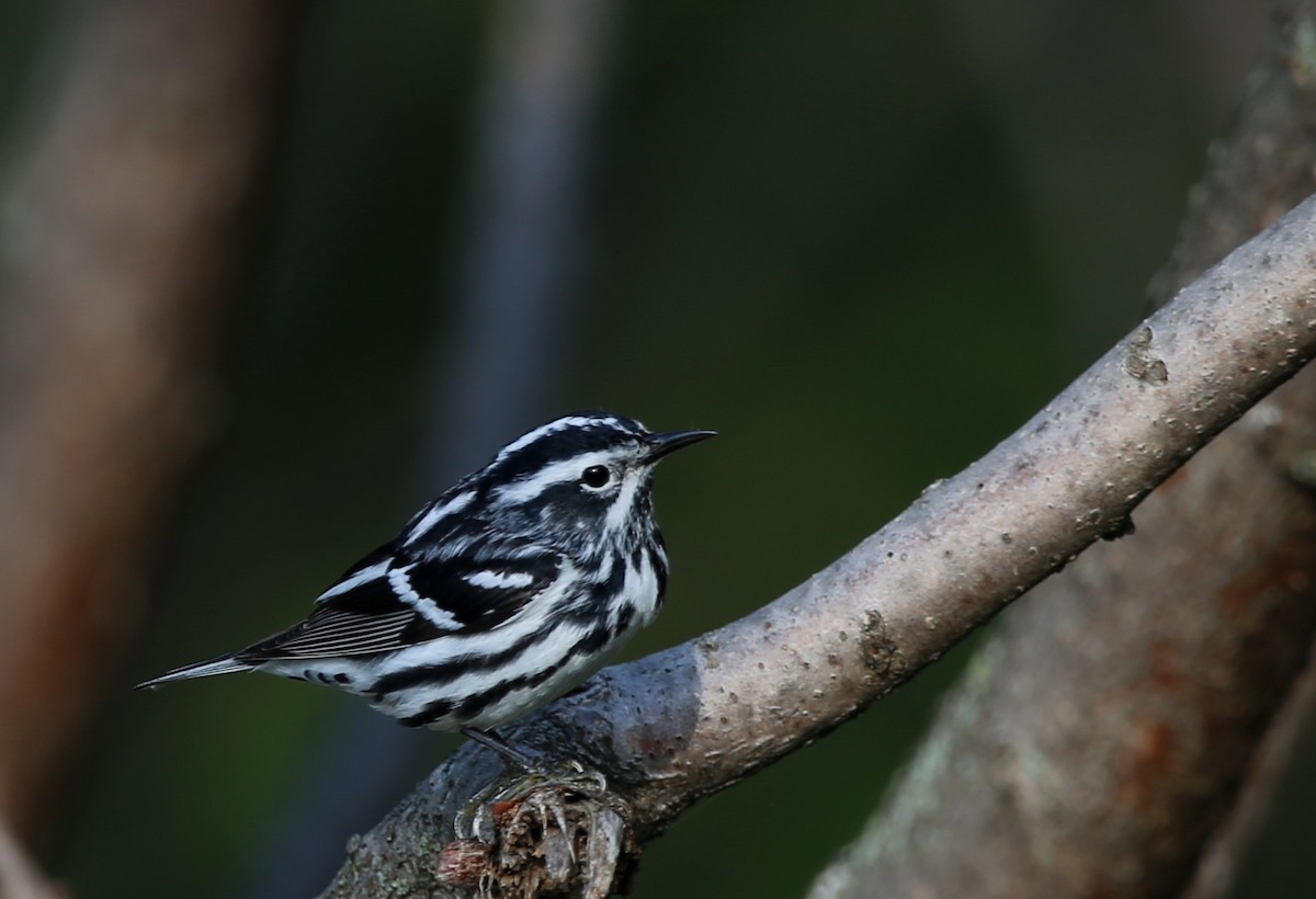 Black-and-white Warbler - ML619368405