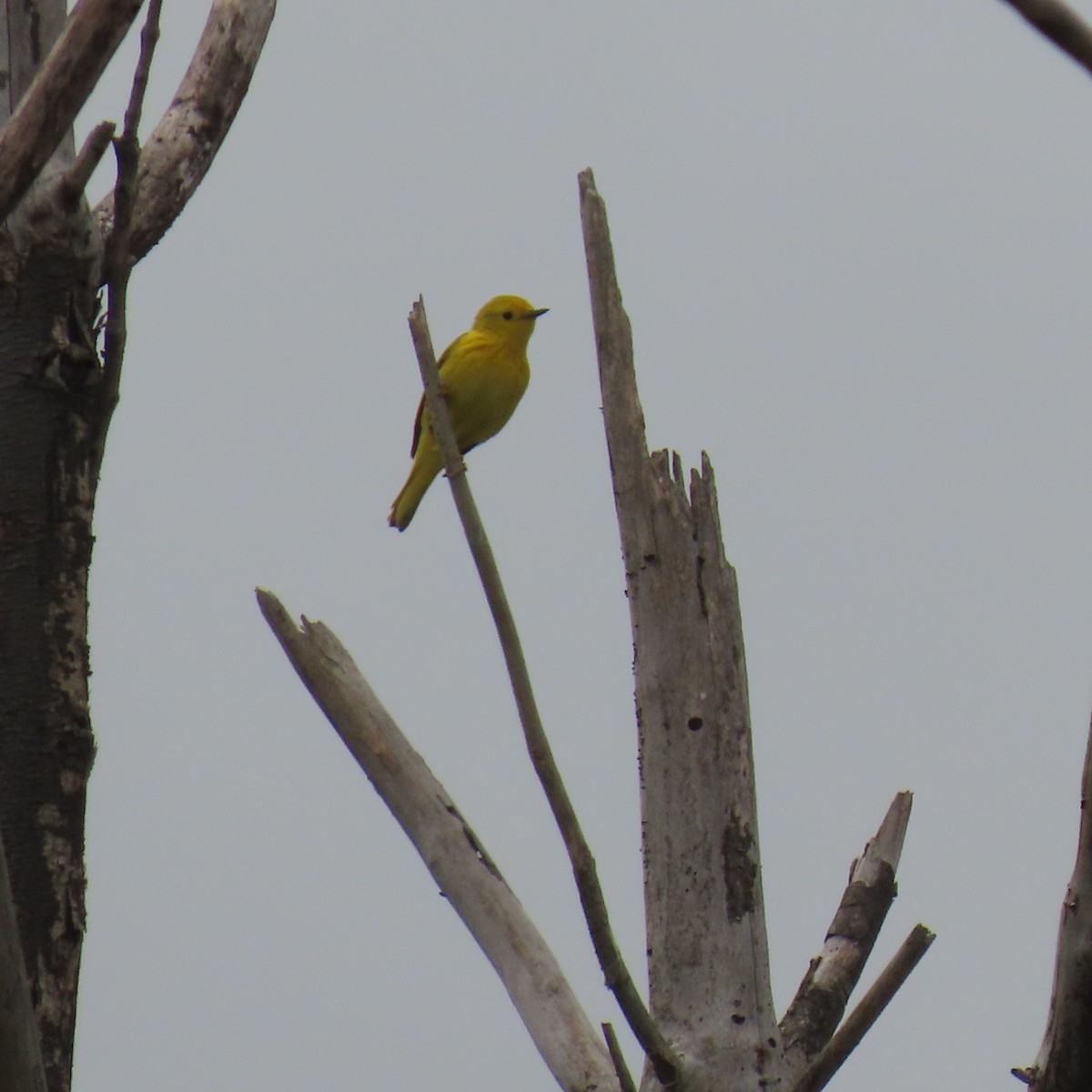 Yellow Warbler - Brian Nothhelfer