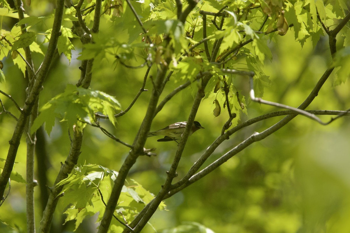 Bay-breasted Warbler - Paul Miller