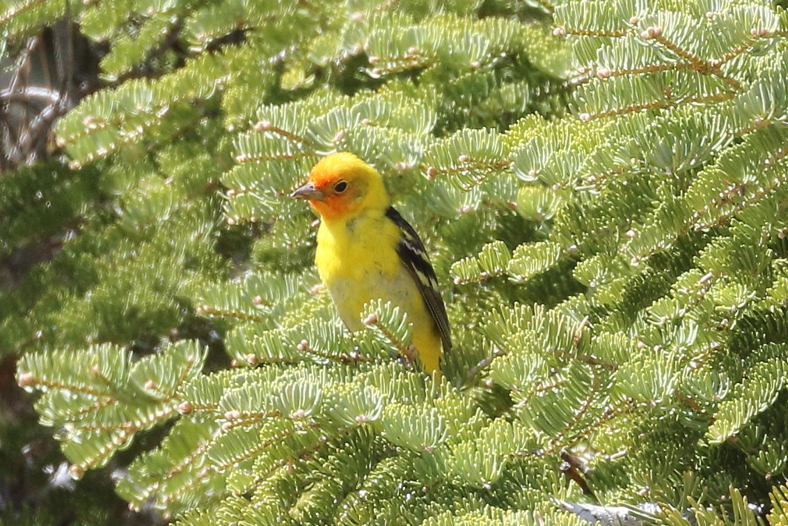 Western Tanager - Jeffrey Fenwick