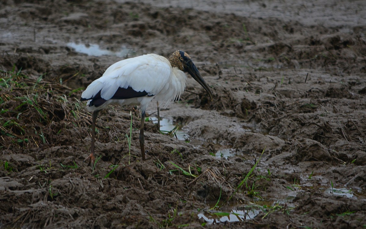 Wood Stork - ML619368442