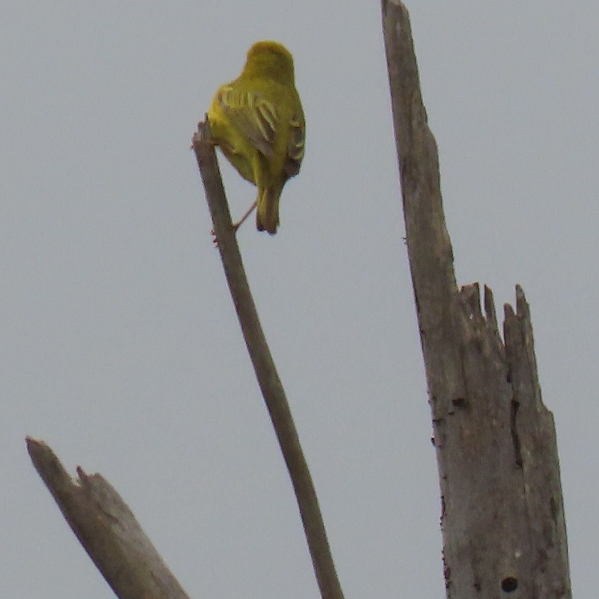 Yellow Warbler - Brian Nothhelfer