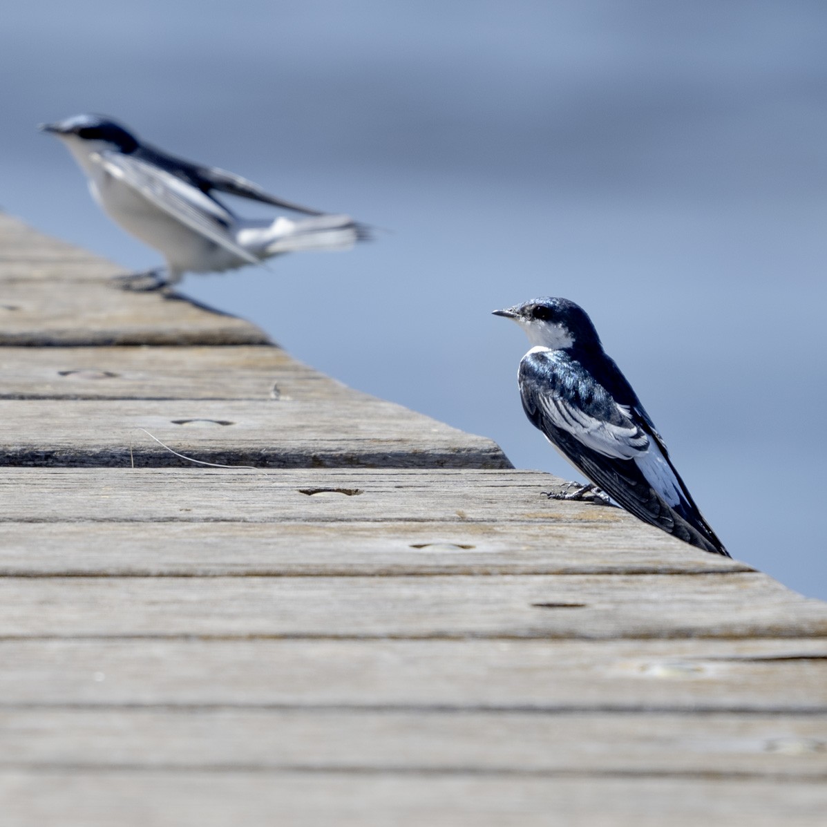 White-winged Swallow - wladia drummond