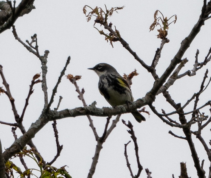 Yellow-rumped Warbler - ML619368454