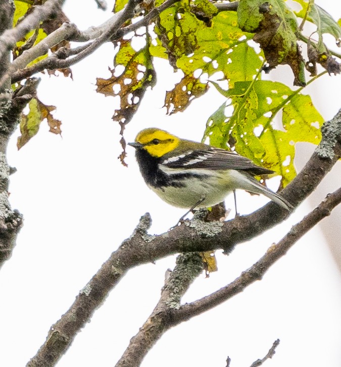 Black-throated Green Warbler - ML619368473