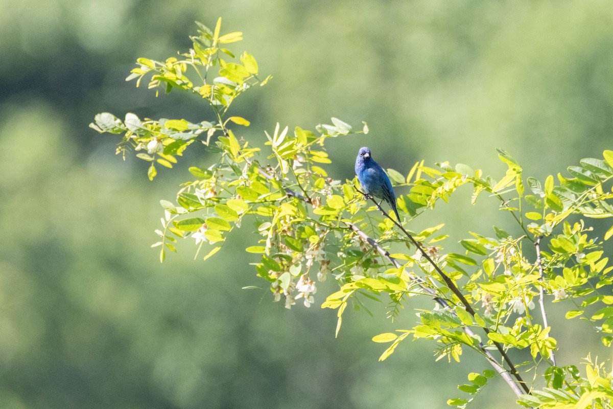 Indigo Bunting - Janelle Donaldson