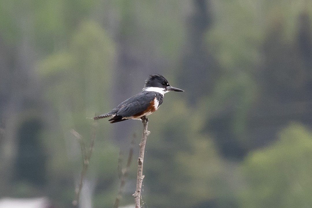 Belted Kingfisher - Sheri Minardi