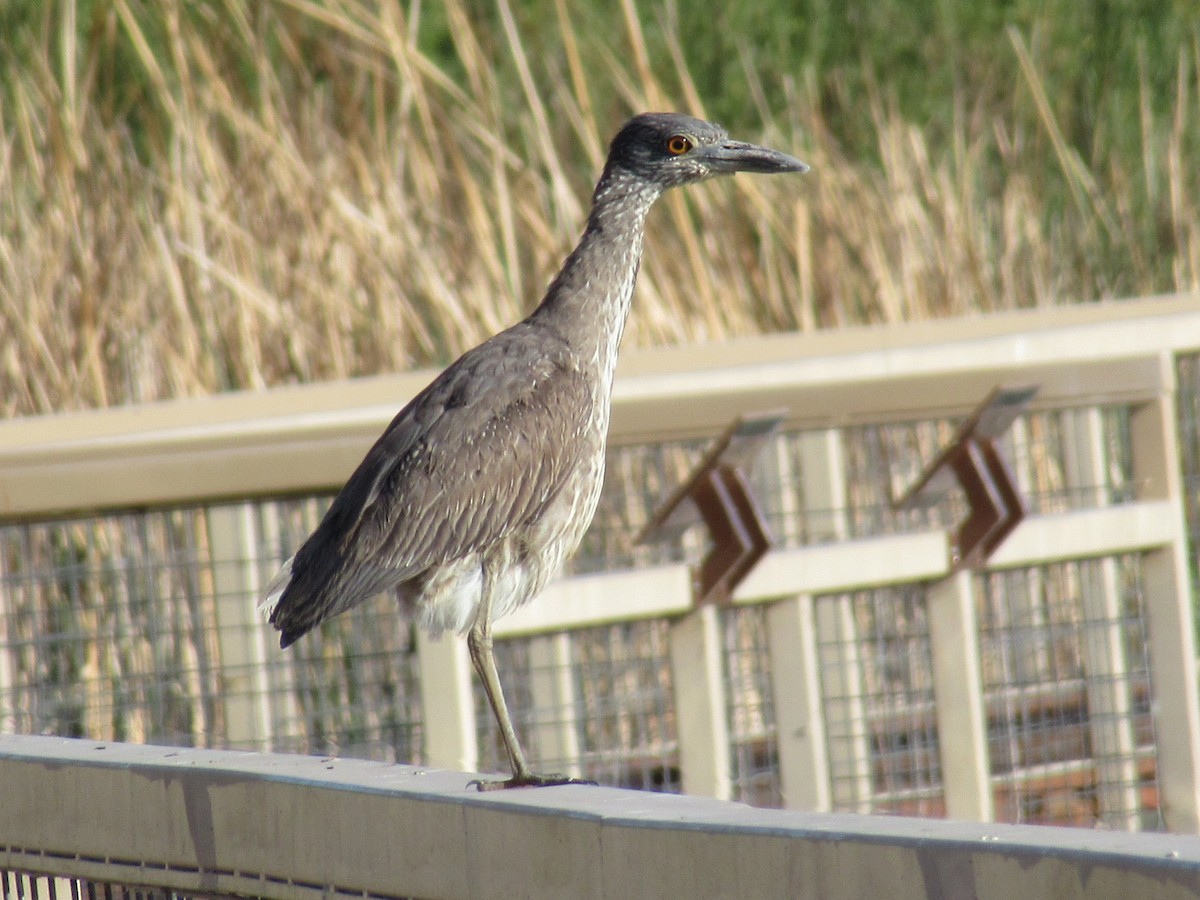 Yellow-crowned Night Heron - Catherine Sandell