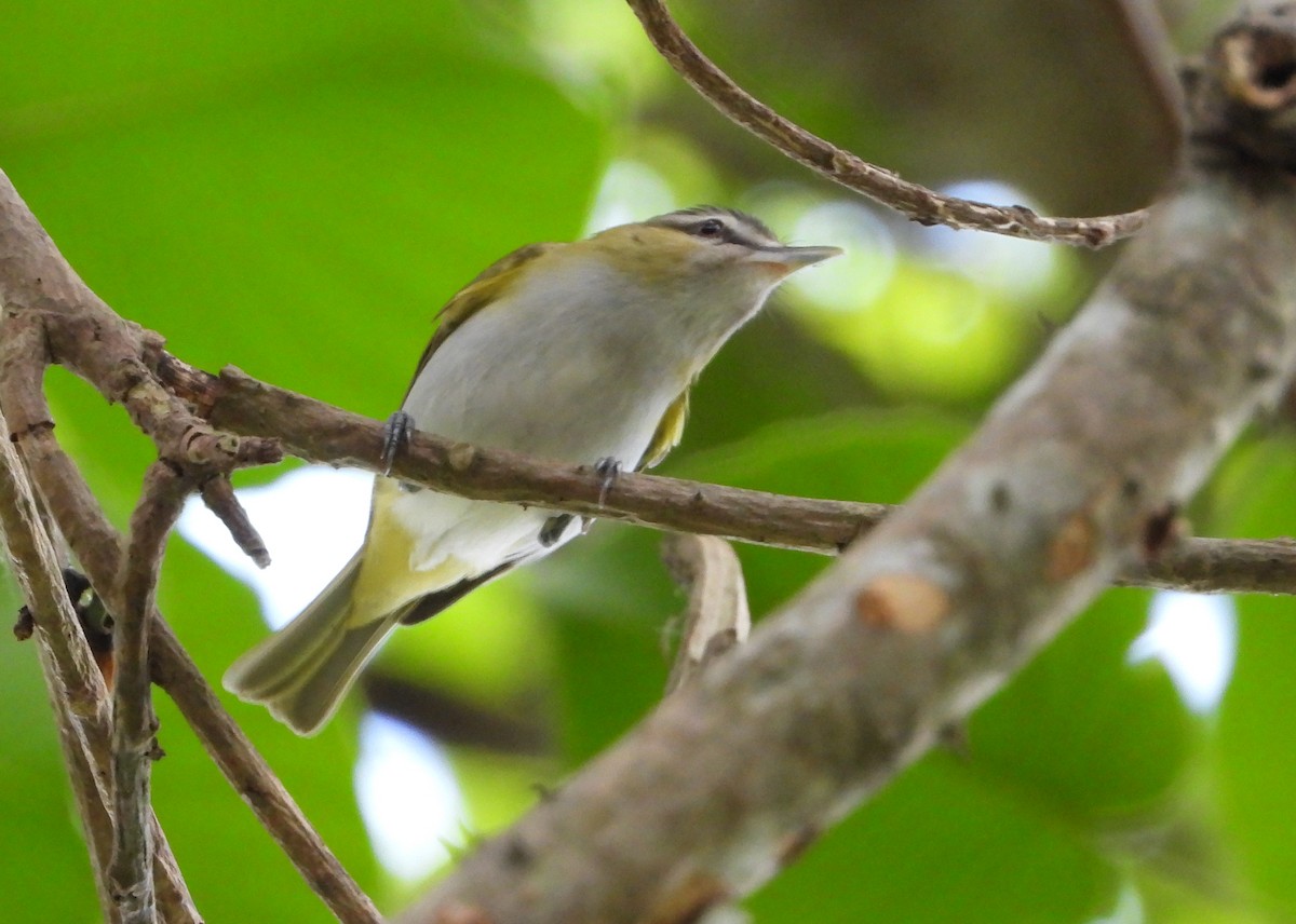 Chivi Vireo - Manuel Pérez R.