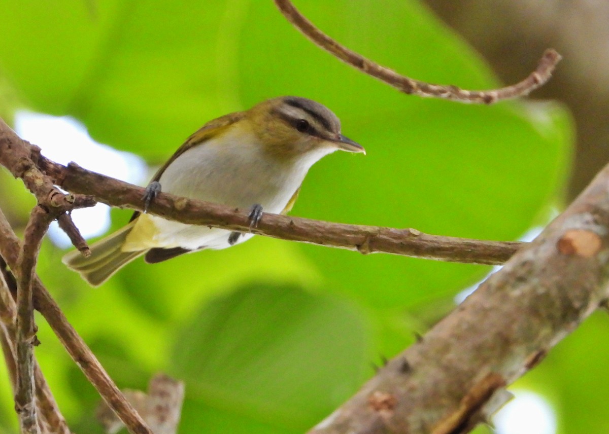 Chivi Vireo - Manuel Pérez R.