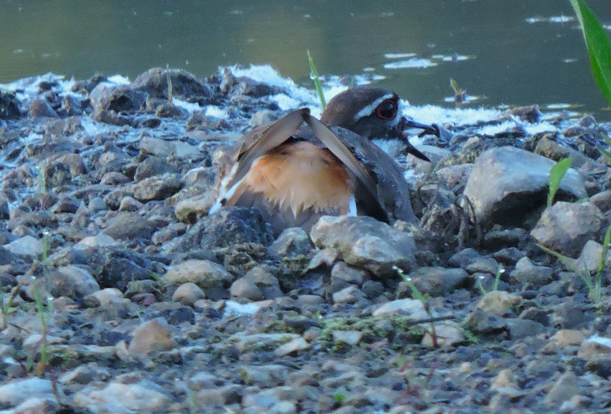 Killdeer - Eric Michael