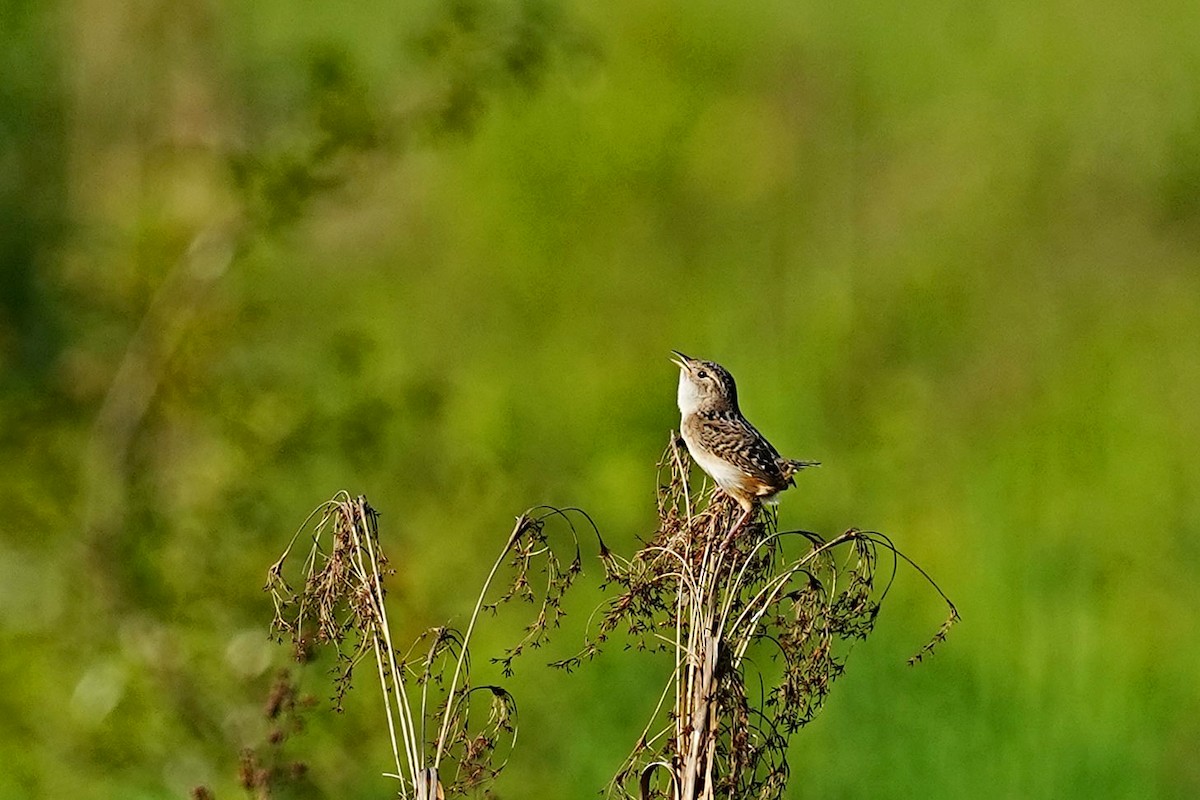 Sedge Wren - leonard blass