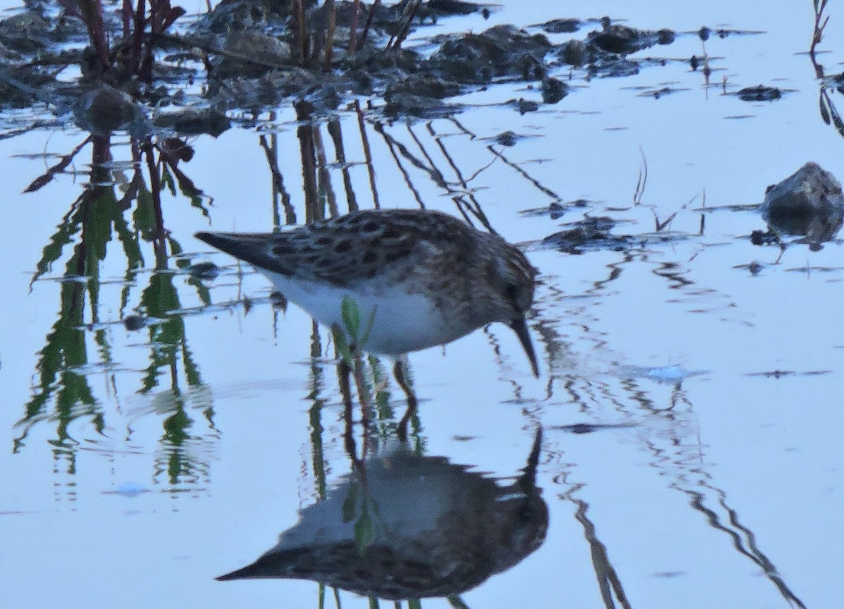 Least Sandpiper - Eric Michael