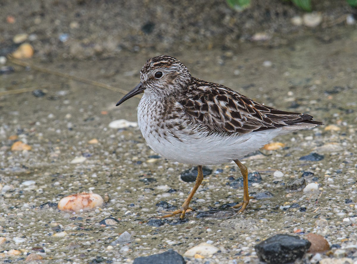 Least Sandpiper - Bert Filemyr