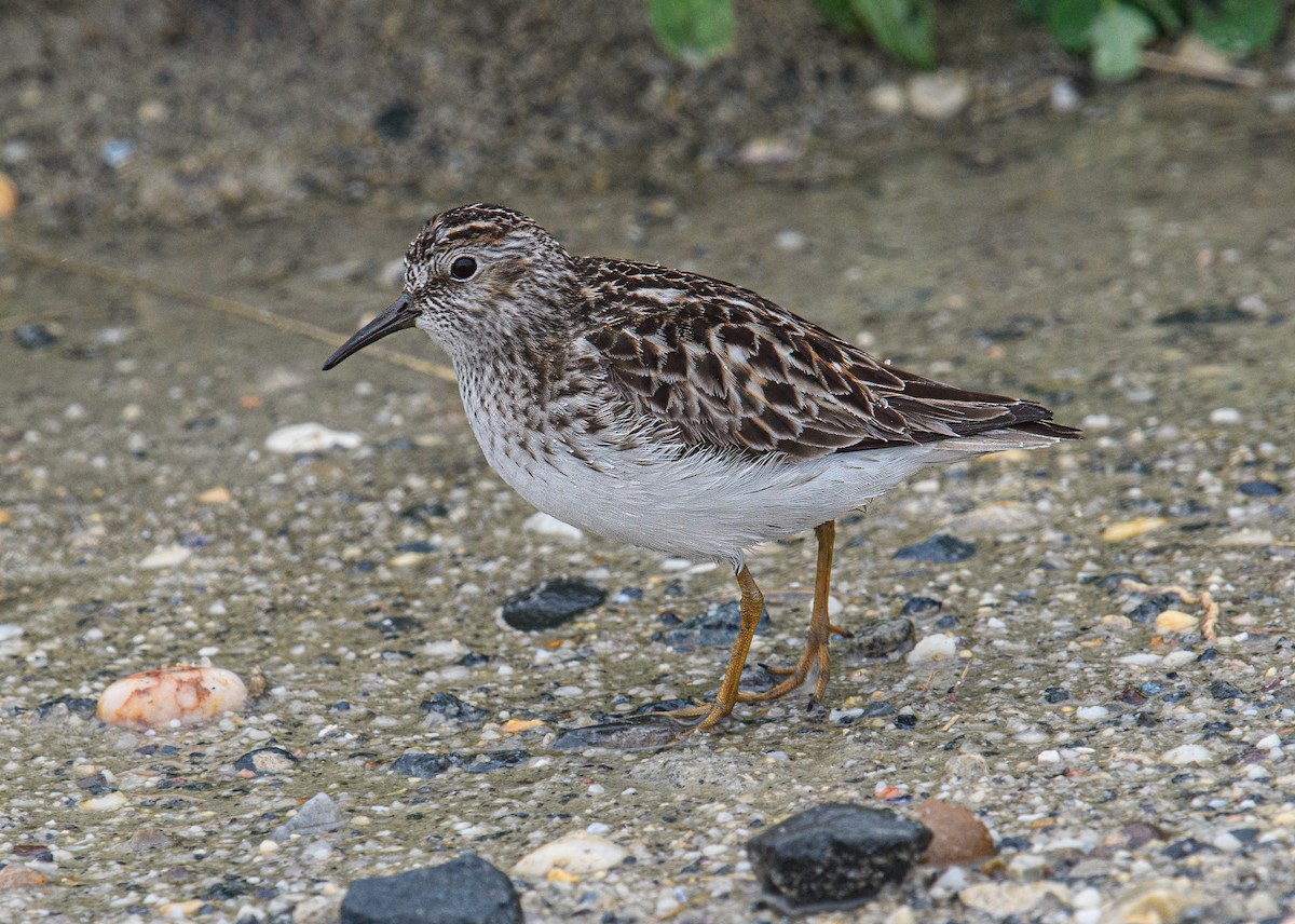 Least Sandpiper - Bert Filemyr