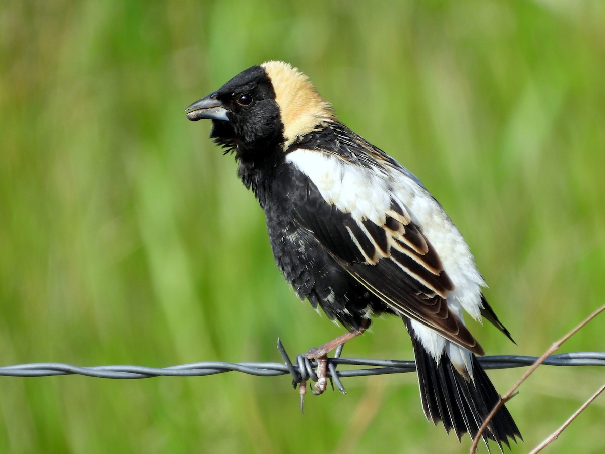 Bobolink - Brad Vissia