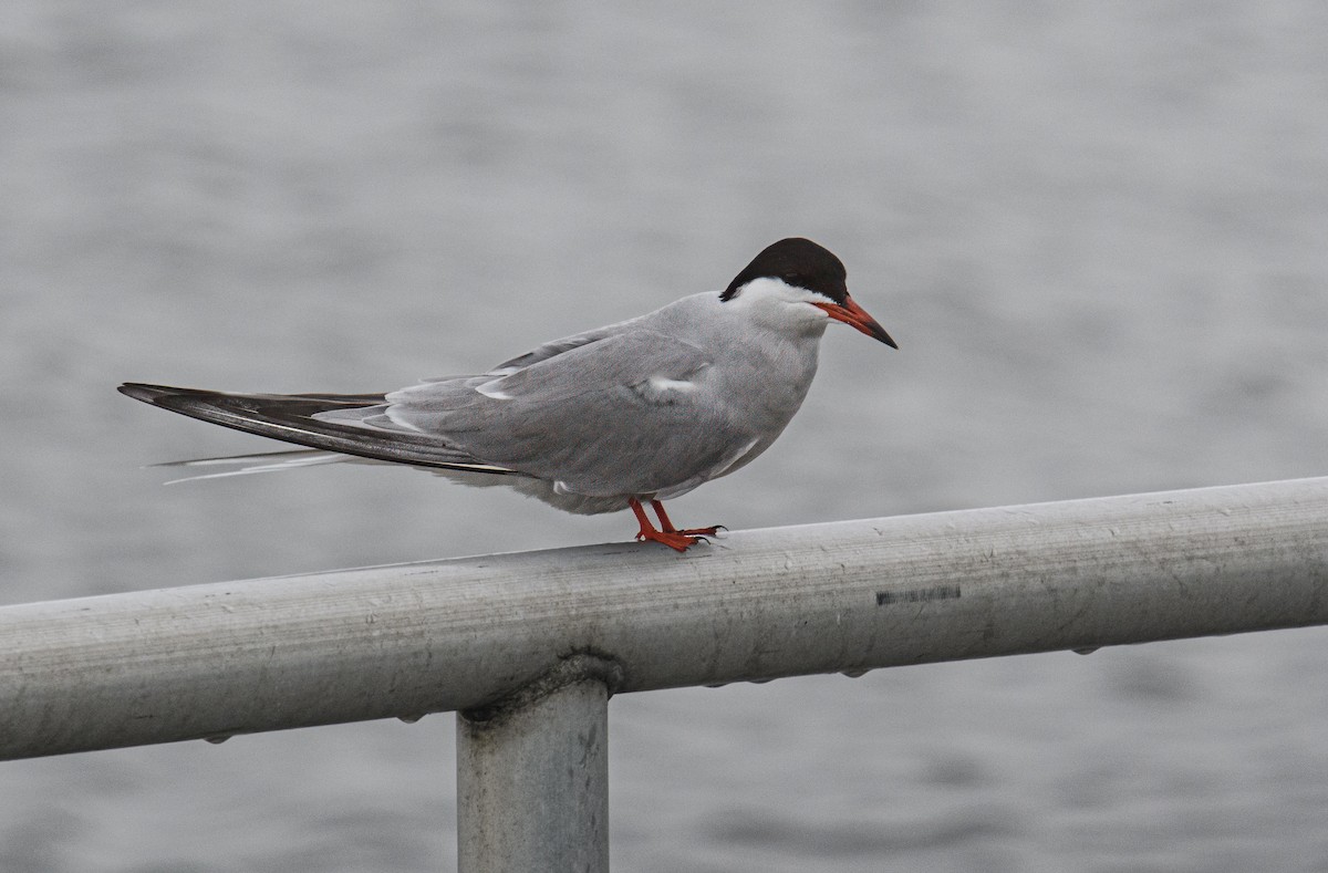 Common Tern - Bert Filemyr