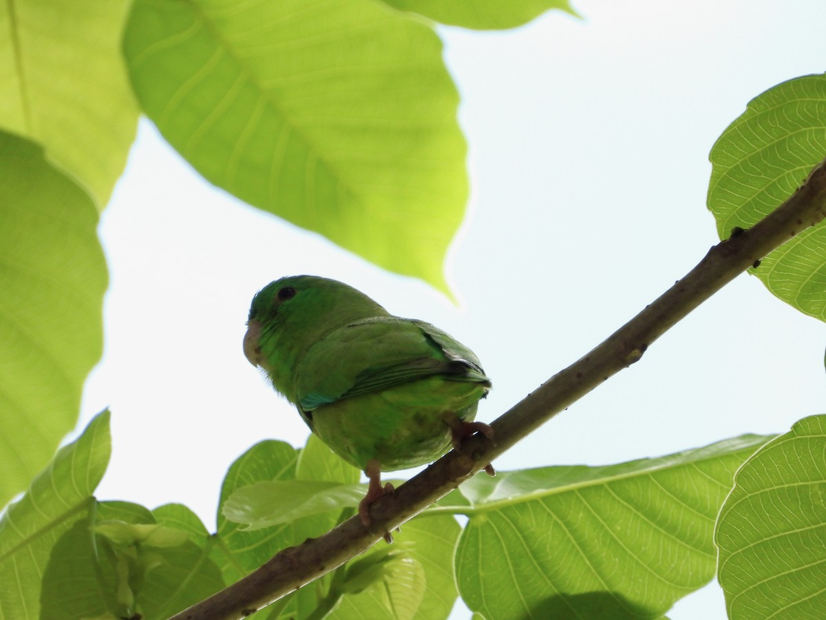 Green-rumped Parrotlet - Manuel Pérez R.