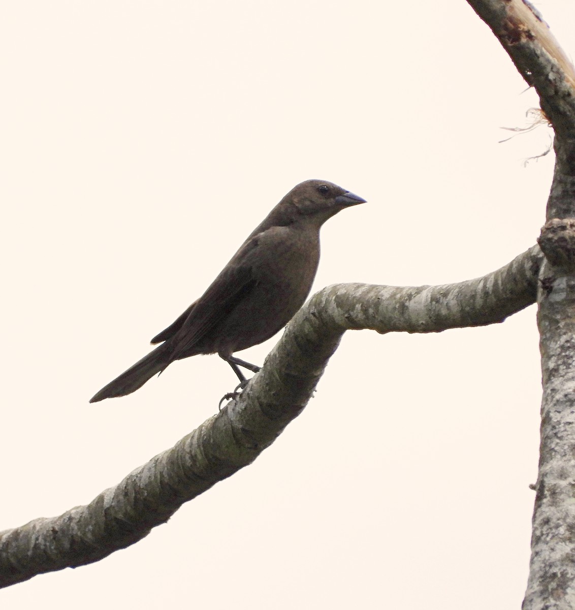 Shiny Cowbird - Manuel Pérez R.