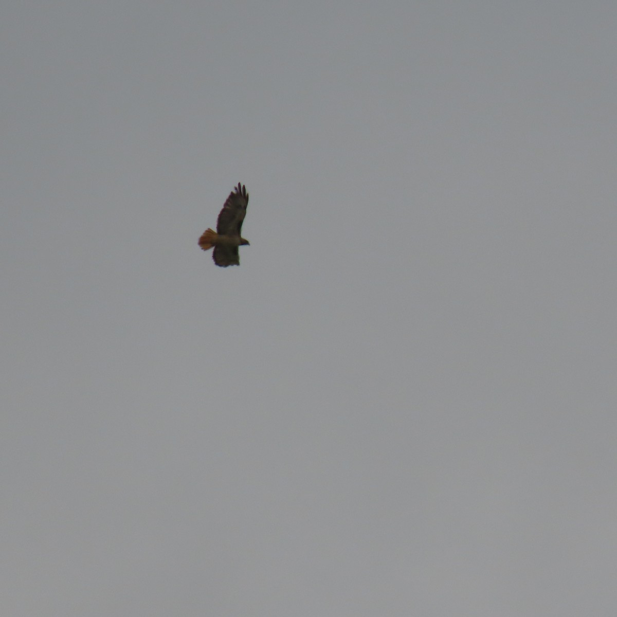 Red-tailed Hawk - Brian Nothhelfer