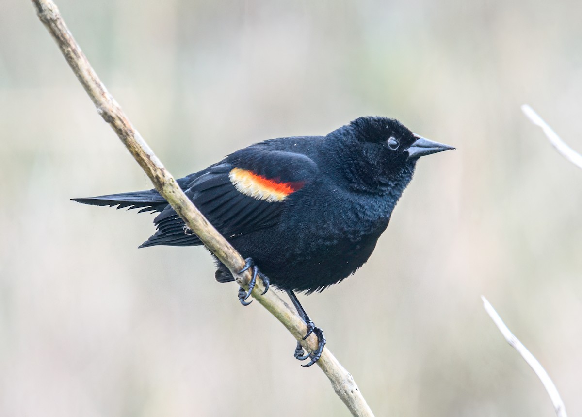 Red-winged Blackbird - Bert Filemyr