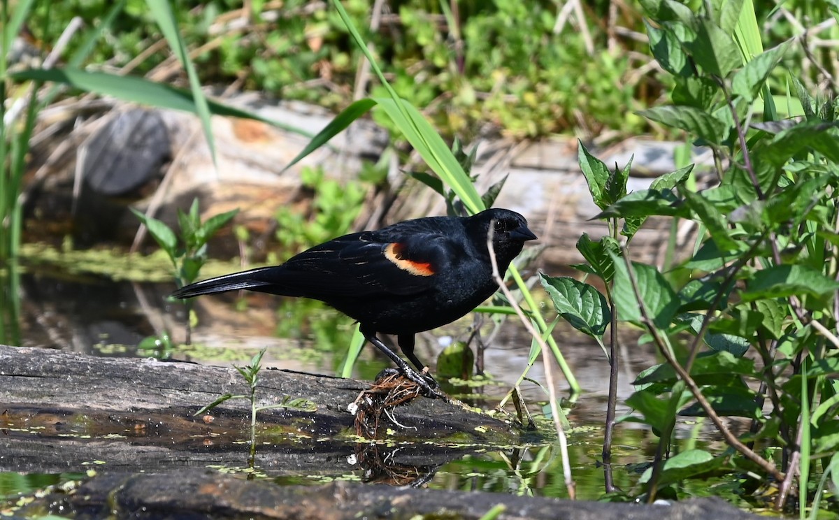 Red-winged Blackbird - Ralph Erickson