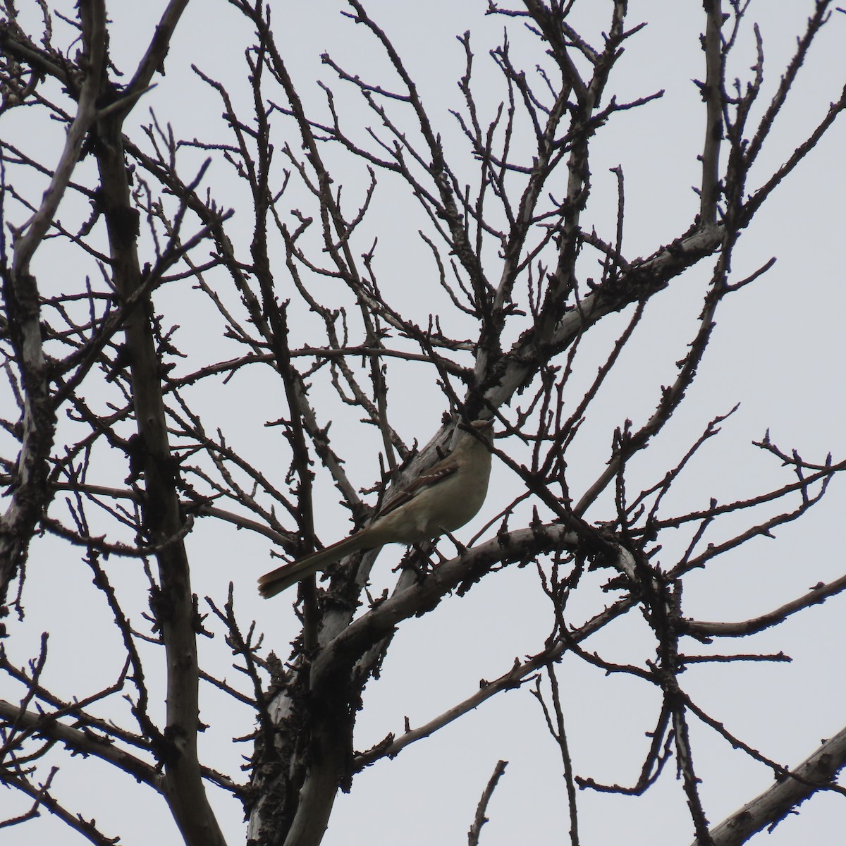 Northern Mockingbird - ML619368673