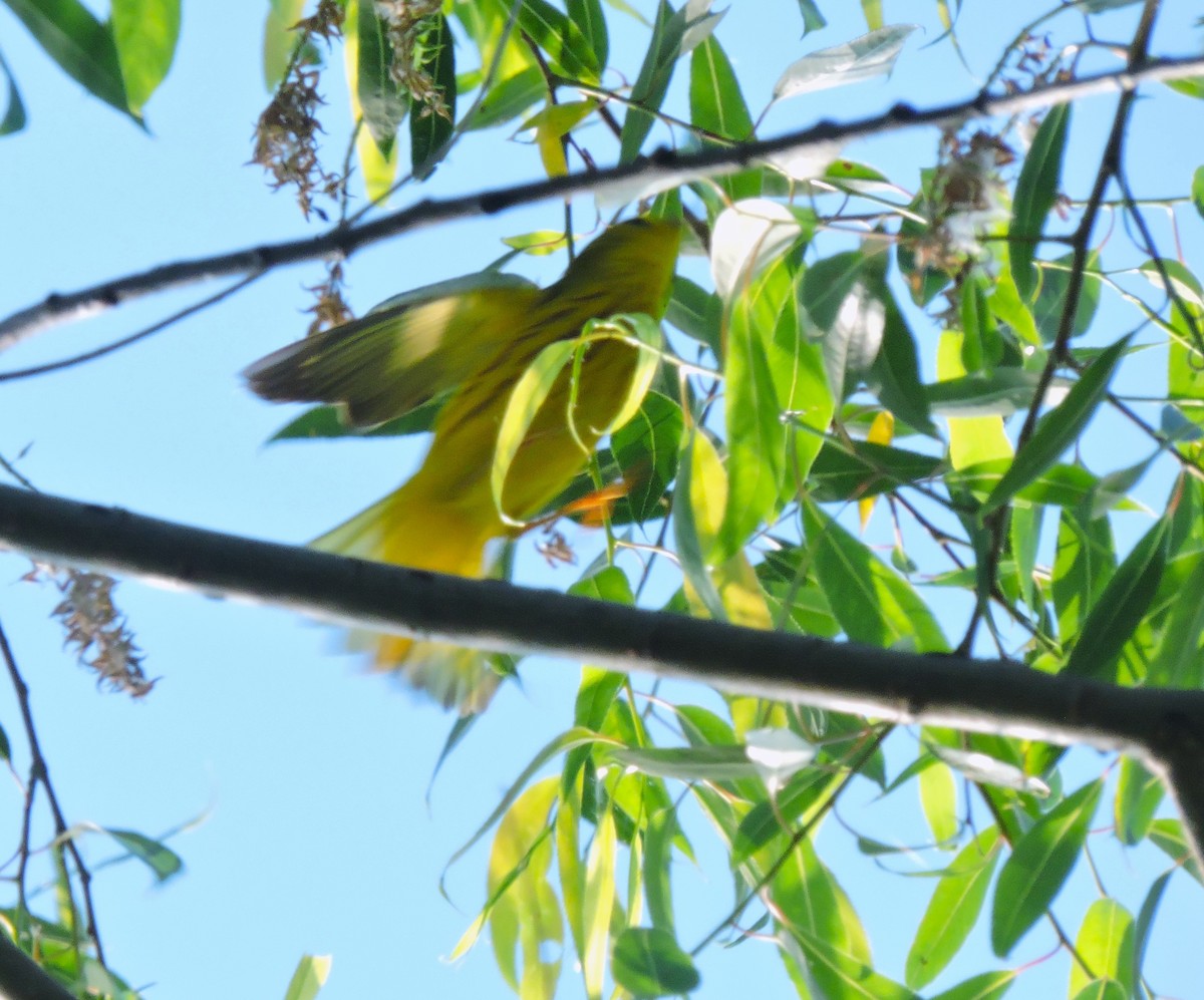 Yellow Warbler - Eric Michael