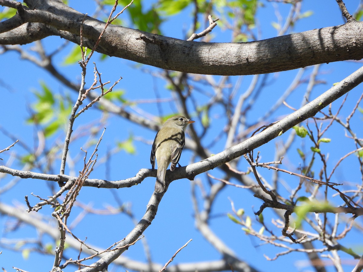 Empidonax sp. - Cole Sage